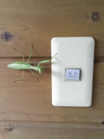 Whatever that does, mantis, dont touch it.